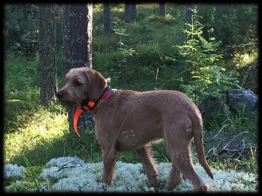 Ockelbo Jaktvårdskrets