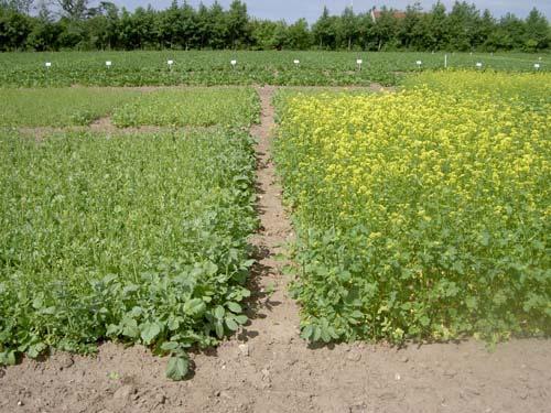 SBU projektnr: 005---40 När plantorna bedömdes vara överblommade ( juli) slogs de av. Plantorna i block I och II slogs av kort, ca 0 cm. Plantorna i block III och IV slogs av på ca 0 cm höjd.