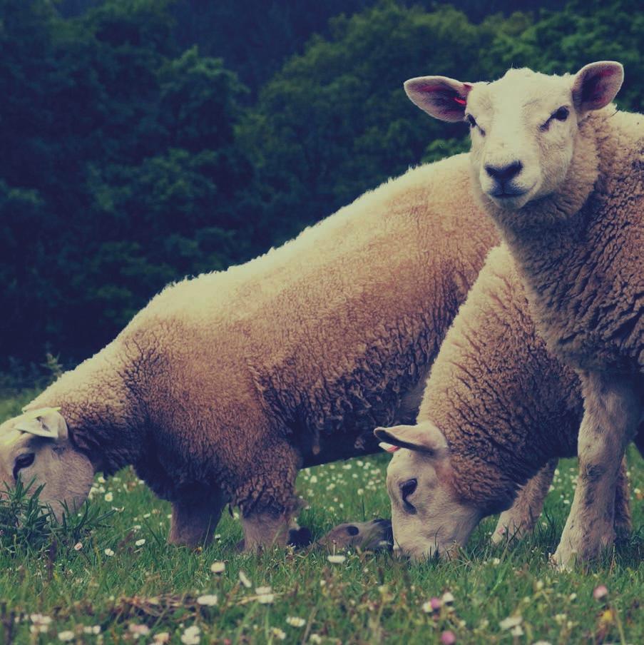 SKANDILOCK DJURHÅLLNING Skandilock använder sig av djur som föds upp för att i första hand försörja oss med kött och i vissa fall med ull.