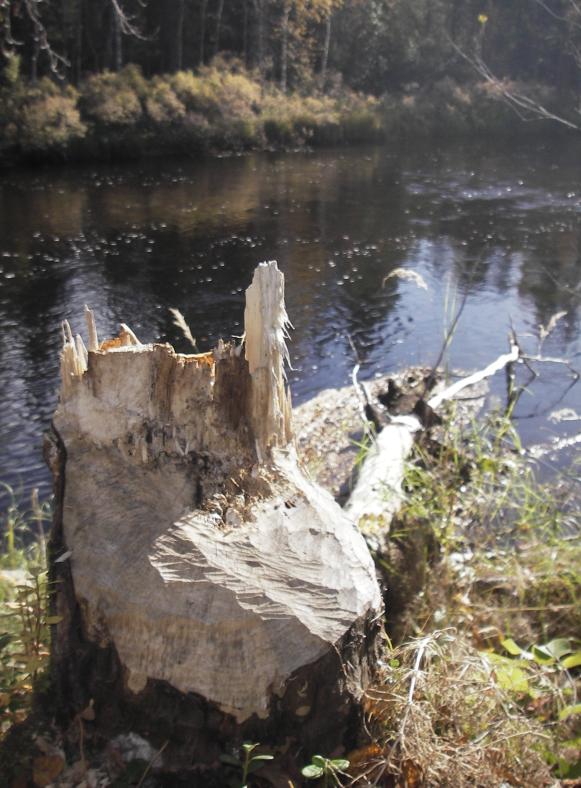 Spår efter bävrars födoområden från samma eller tidigare år hittades längs Äkäsjoki i praktiken på hela den kartlagda sträckan, från sammanflödet av Äkäsjoki och Valkeajoki fram till Tapojoki mynning