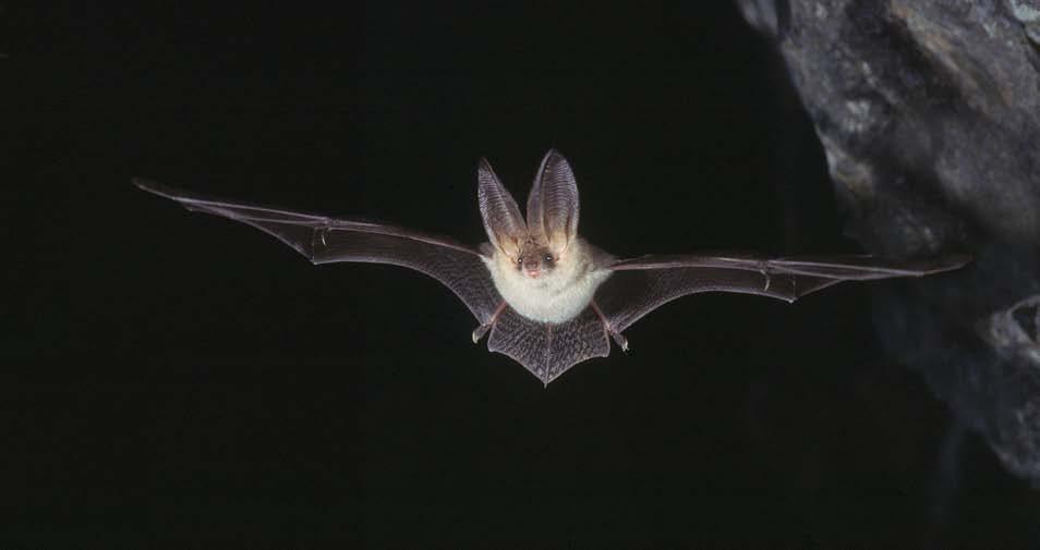 Långörad fladdermus på inflygning till övervintringsplats i Smålands Taberg. [Brown Long-eared Bat Plecotus auritus is a common species, here entering the hibernation site in an old mine.