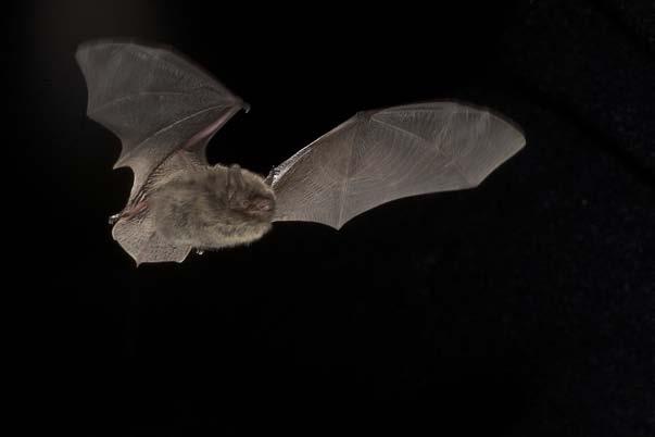 Nymffladdermus är nyligen påträffad i Skåne och Blekinge. Den jagar gärna i raviner och vid vatten med överhängande träd.