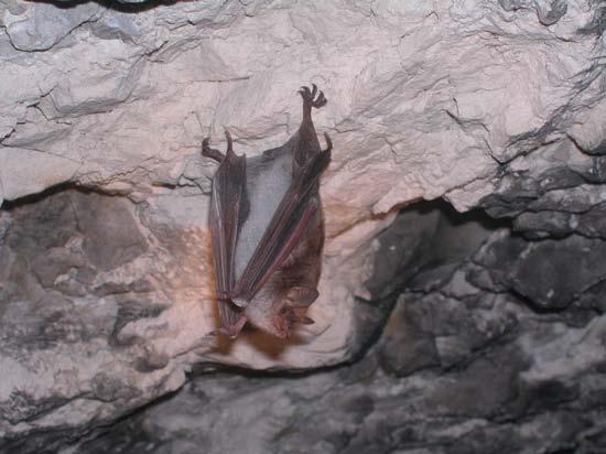 [Brandt s Bat Myotis brandtii (photo) and Whiskered Bat Myotis mystacinus have a dark underside in contrast to the white belly of Daubenton s Bat Myotis