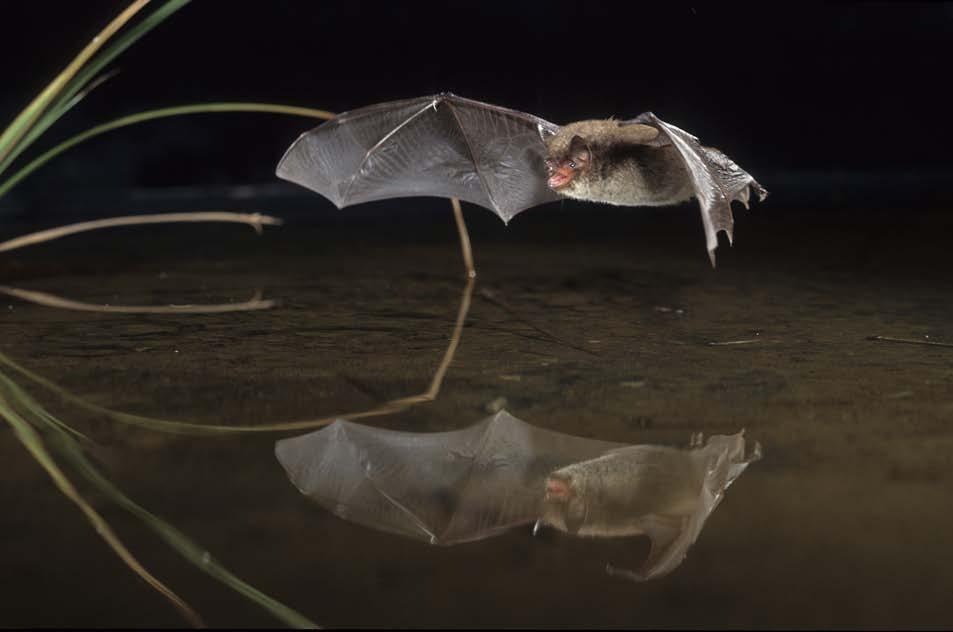 Vattenfladdermus på jakt över vattenyta. Den vita undersidan är lätt att se i lampljus. [Daubenton s Bat Myotis daubentonii hunting over the surface. The white belly easily seen with a torch.