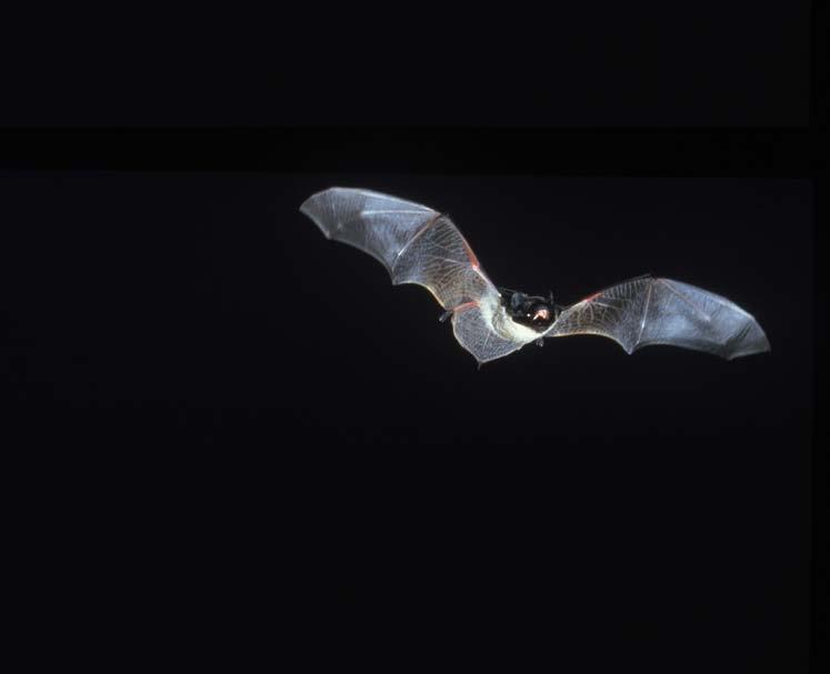 Främre delen av vingen har ett pälsklätt, ogenomskinligt parti. [Leisler s Bat Nyctalus leisleri has the same wing shape as a Noctule but is much smaller.