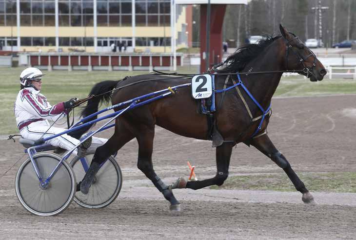 månadens häst augusti2016 Prins Norrgård Foto: Hanold/Foto-Mike Foto:Micke Gustafsson/Foto-Mike Valack 4 år e. Zola Boko u. Princess Norrgård ue.