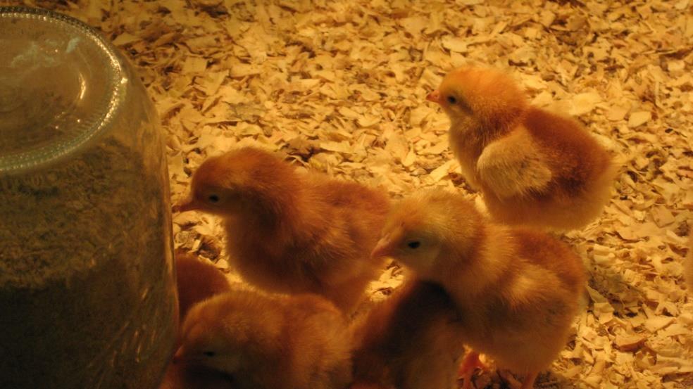 Fakulteten för veterinärmedicin och husdjursvetenskap Institutionen för husdjurens utfodring och vård Foder till unga kycklingar Anna
