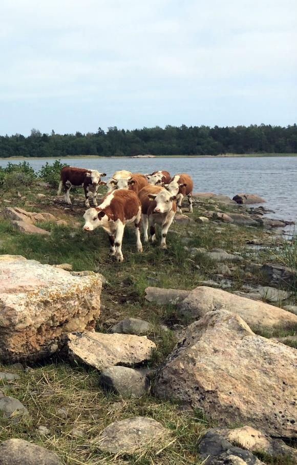 35 % av länets betesmark med särskilda värden 100 rödlistade fjärilar i de