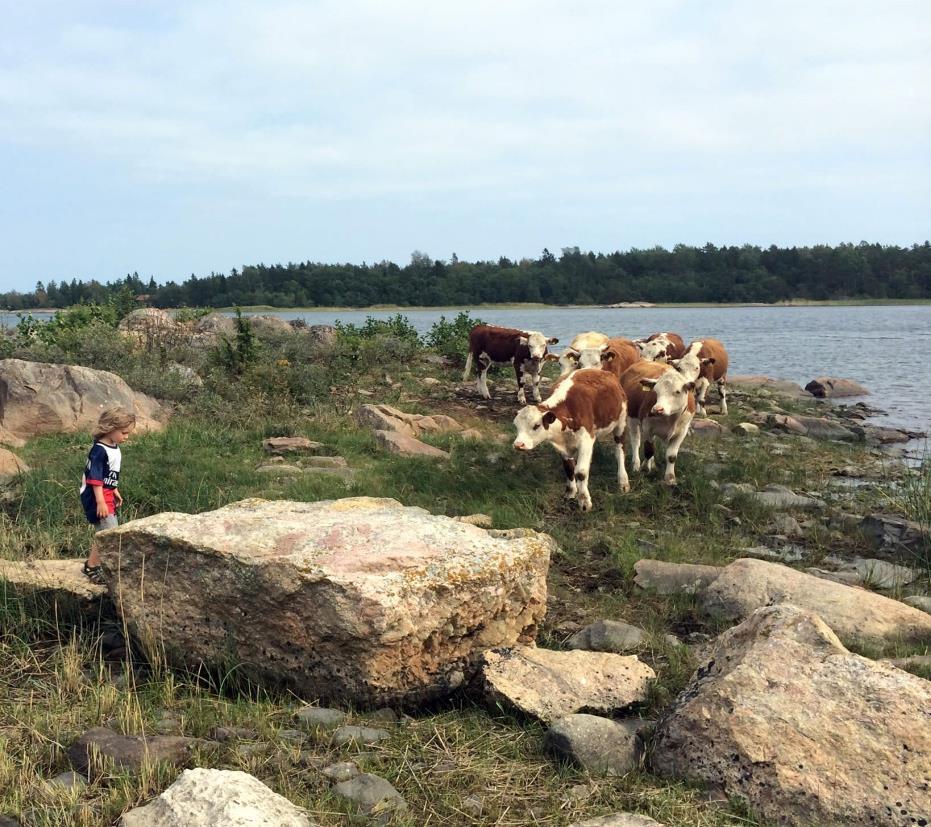 röjningar, tuvfräsning mm - ca 480 ha Hjälp söka