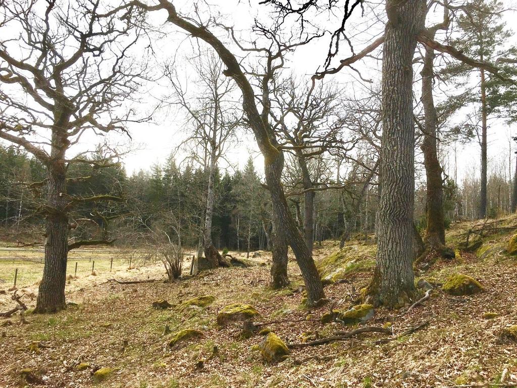 Orosmoln vid horisonten: Nya regler för jordbruksstöd: Många värdefulla naturbetesmarker