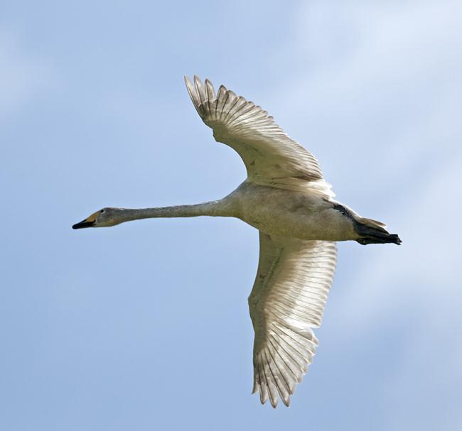 3 Fåglar 1. Knölsvan Cygnus olor 2. Sångsvan Cygnus cygnus 1 Torupa flo + Ola Hans korra 6/5 3. Grågås Anser anser vanlig, sedd två dagar [Kanadagås Branta canadensis] 2 Glimminge mosse 5/5 4.