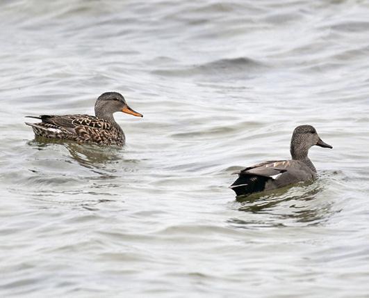 Bläsand Anas penelope 4 sträckande Hagestads naturreservat 4/5, 4 Risteören 4/5 7.