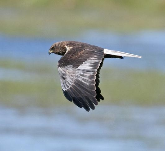 Skäggdopping Podiceps cristatus 1 sträckande Hagestads naturreservat 4/5, 1 Kiviks hamn 6/5 23. Gråhakedopping Podiceps grisegena 1 Glivarpa mosse 5/5, 2 Västanbäck 5/5 24.