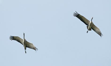 Skrattmås Chroicocephalus ridibundus 45. Fiskmås Larus canus 46. Gråtrut Larus argentatus 47. Havstrut Larus marinus 48. Småtärna Sternula albifrons 3 sträckande Hagestads naturreservat 4/5 49.