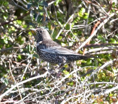 6 52. Ringduva Columba palumbus 53. Turkduva Streptopelia decaocto 1 Skillinge 4/5, 2 Brantevik 6/5, 1 Kivik 6/6 54. Gröngöling Picus viridis 1 Gislövs Stjärna 5/5 55.