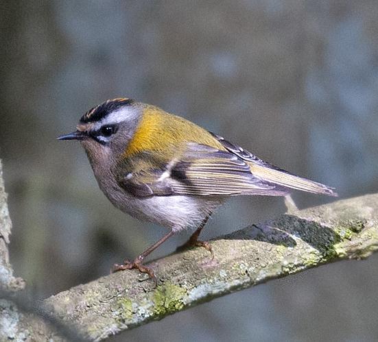 7 75. Taltrast Turdus philomelos 1 Hagestads naturreservat 4/5, 3 Gislövs Stjärna 5/5, 2 Bräknaryd 6/5 76. Ärtsångare Sylvia curruca tämligen vanlig, observerad tre dagar 77.