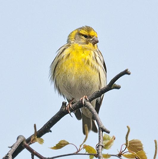 8 100. Pilfink Passer montanus 101. Bofink Fringilla coelebs 102. Gulhämpling Serinus serinus 4 Björket 6/5 103. Grönfink Carduelis chloris 104. Steglits Carduelis carduelis 105.