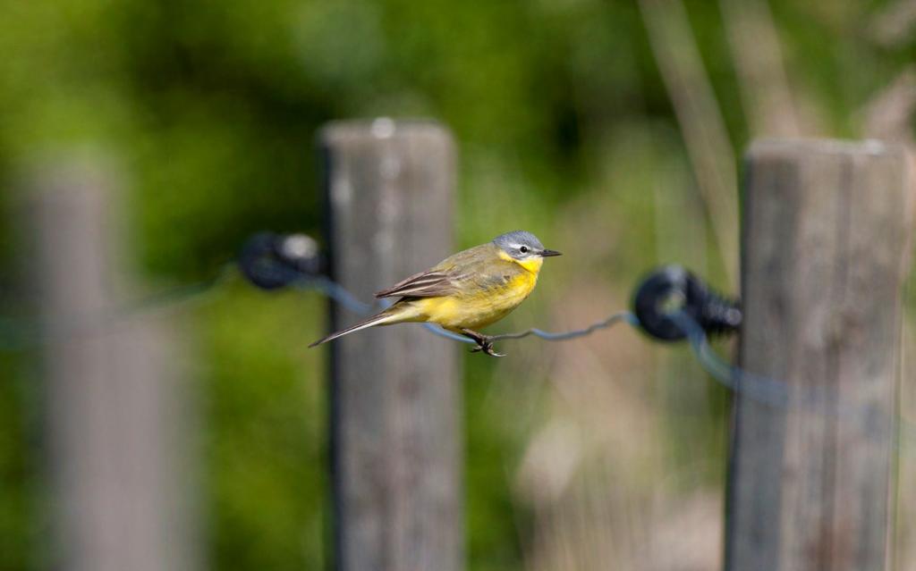 På strandängarna vid Dalbyviken konstaterades 8 revir av gulärla. Foto Hans Bister Näktergal Luscinia luscinia 4 sjungande i strandnära skog under häckningstid.