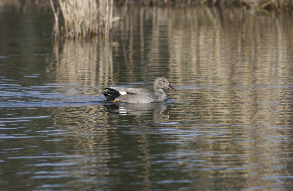 Minst 1 par snatterand häckade i Dalbyviken. Foto Hans Bister Gräsand Anas platyrhynchos Minst 5 par fanns i viken under häckningstid och 2 kullar noterades den 1/6.