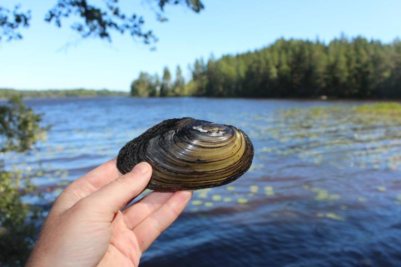 Figur 5. Större dammussla från lokal Sinnerbo. Foto: Carl-Johan Månsson Figur 6.