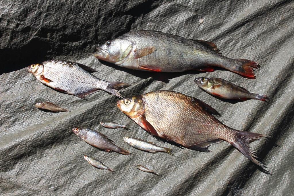 Total fångst per ansträngning Vid provfisket 2015 i Lilla Sinnern fångades 350 individer med en total biomassa av 18076 g. Fångsten per nät var i genomsnitt 21,9 st fiskar och 1129,8 g.