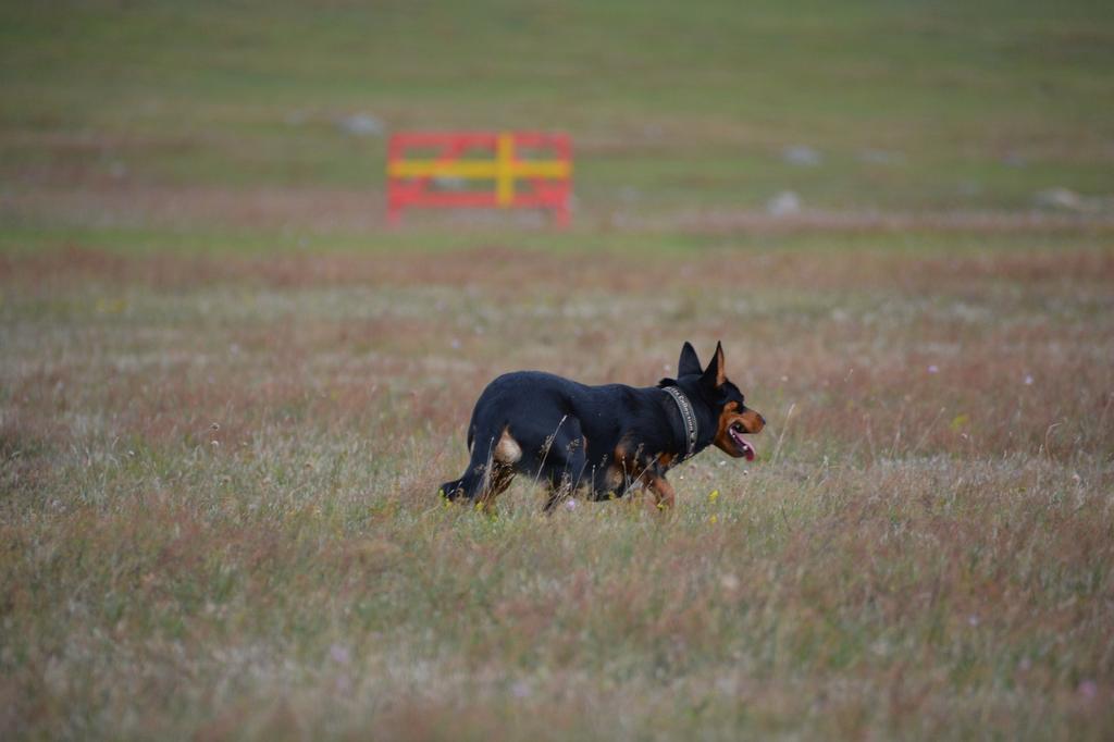 Working Kelpie Mästerskaps regler 2017 Denna regelbok kommer att utvärderas efter 2017 års mästerskap (Uppdaterad 2017-07-26) Allmänna