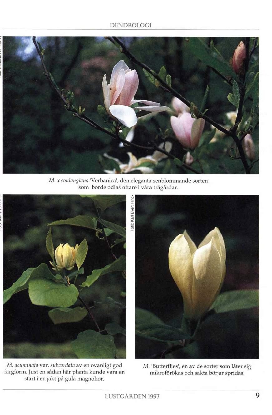 DENDROLOGI \ f. M. x soulangiana 'Verbanica', den eleganta senblommande sorten som borde odlas oftare i våra trägårdar. II ie II 1 L I M. acuminata var.