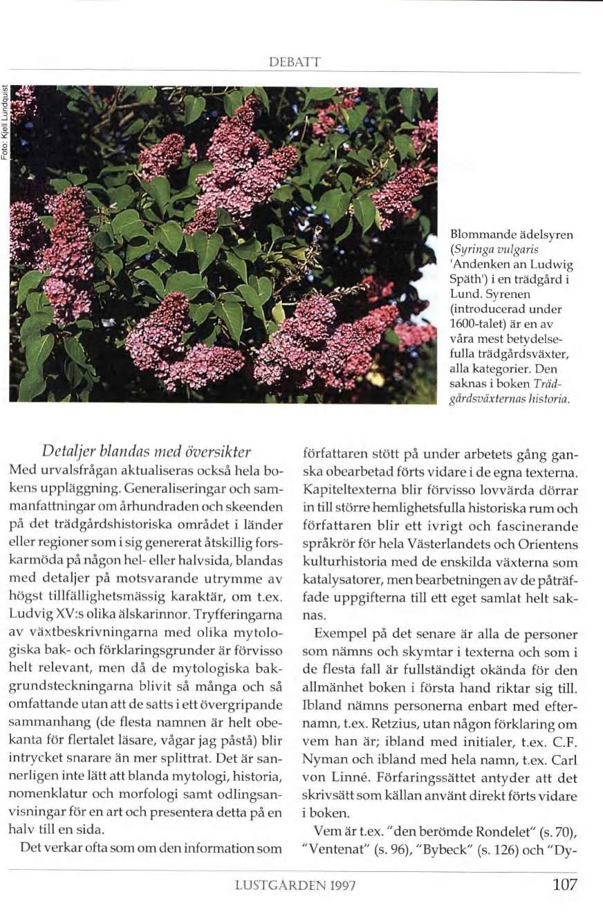 DEBATT j k. wmå -i w : \ i 4 â gi à Blommande ädelsyren (Syringa vulgaris 'Andenken an Ludwig Späth') i en trädgård i Lund.