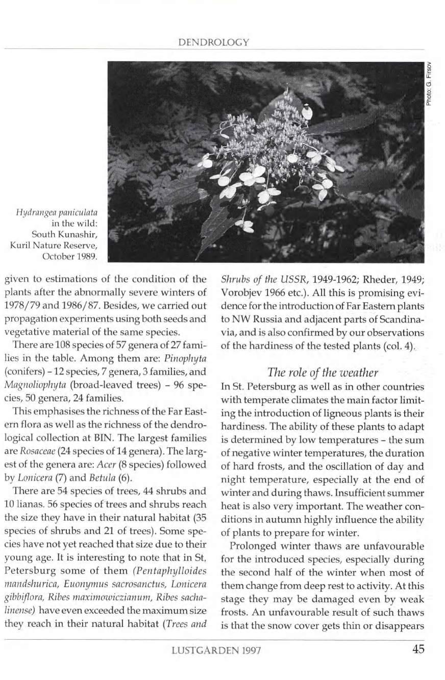 DENDROLOGY d f ím J Hydrangea paniculata in the wild: South Kunashir, Kuril Nature Reserve, October 1989.