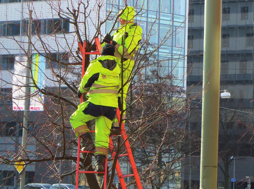 Metoder för hållbar skötsel För att kunna arbeta långsiktigt med vård av träden behövs metoder för planering och uppföljning av skötselinsatser.