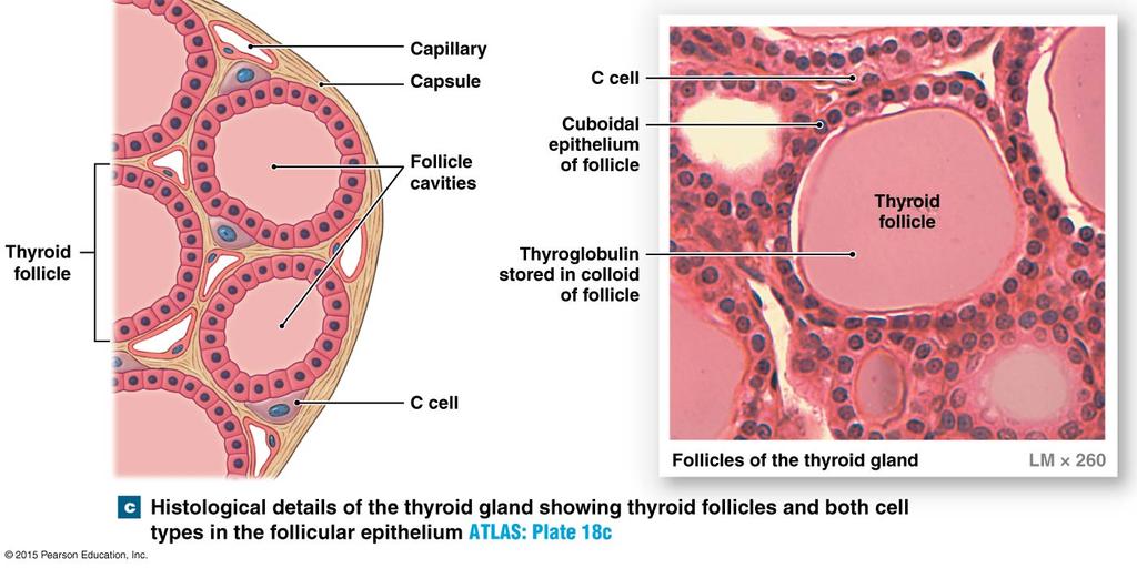 Tema 5 - Del B. (5 p) Beskriv med text och figur glandula thyroideas mikroskopiska anatomi (histologi).