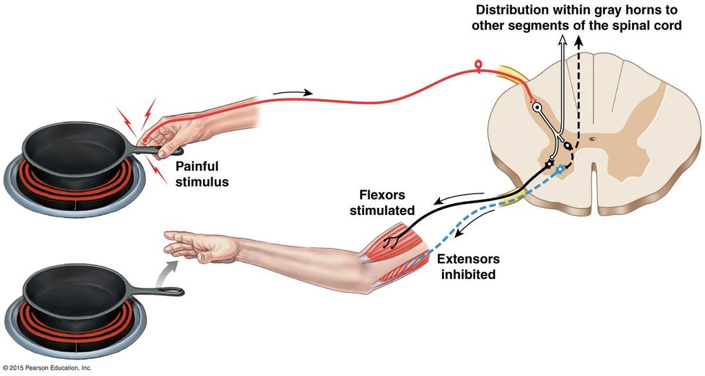 Tema 3 - Del B. (5 p) När en kroppsdel utsätts för ett smärtsamt stimulus kan det ge upphov till en s.k. smärtskyddsreflex.