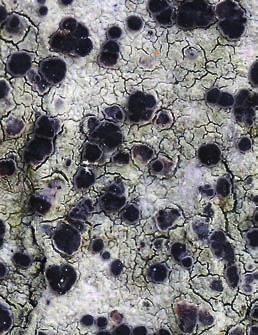 rosella, Bactrospora corticola and