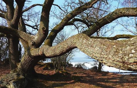 LAVAR I BLEKINGE Figur 9. Den gamla eken med getlav vid Göholm. På samma träd finns även de rödlistade arterna sydlig halmlav, liten sönderfallslav och blyertslav. Foto: Joakim Hemberg.