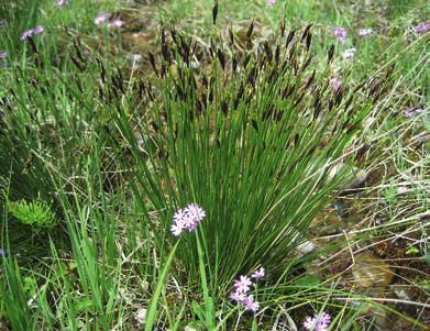 Trubbtåg Juncus subnodulosus är en art som i Sverige endast finns i Skåne och på Gotland. I Skåne finns trubbtåg endast i ett femtontal kärr.