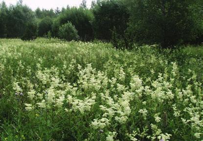 RIKKÄRRSRESTAURERING Figur 2. Före restaureringen dominerade älggräs i kärret, precis som på bilden till vänster som visar ett närliggande område fotograferat i juli 2010.