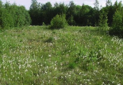 d provrutor, vilket beror på att det var den dominerande arten då. Späd skorpionmossa hamnar däremot långt åt andra hållet eftersom den hittills bara har hittats i det gamla kärret.