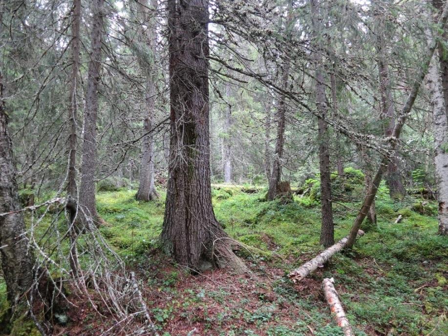 6 / 9 PLANDEL Skötsel och förvaltning av naturreservatets naturvärden Naturreservatet utgörs till största delen av grandominerad kalkbarrskog.