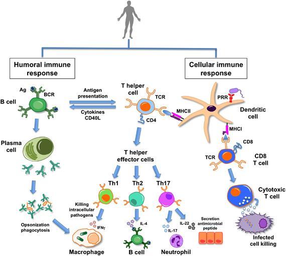 Adaptivt immunförsvar Immunsvar -