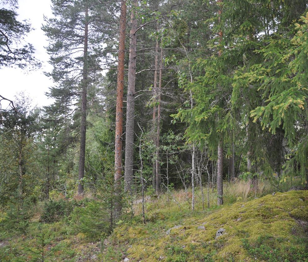 SKOGSFASTIGHET - STORUMAN - NORDANÅS Fastighet Fastigheten Storuman Höglunda 1:7 Adress Skogsfastighet i Nordanås (Höglunda), Storuman Nordanås. Belägen i Storuman kommun och Stensele församling.