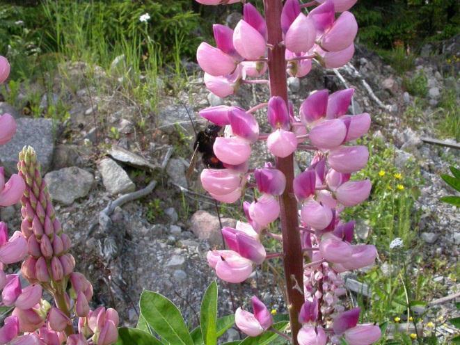 Lupin och vicker är bra näringsväxter för bin och humlor (Pedersen, 2012; Risberg, 2008) men odlas på en mycket liten areal i Sverige.