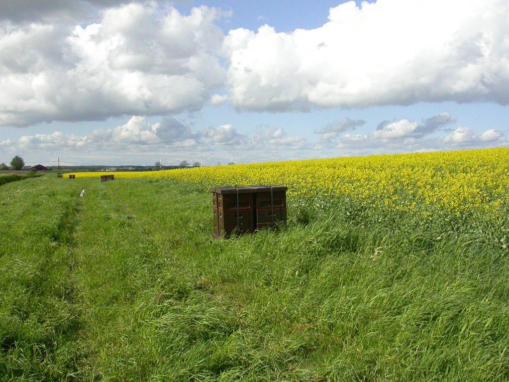 Pollinering av oljeväxter 2011 fanns en areal på 94 887 ha oljeväxter i Sverige fördelade på 56 000 ha höstraps, 36 112 ha vårraps, 395 ha höstrybs och 1 781 ha vårrybs (www.svenskraps.se).