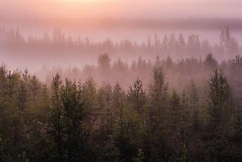 och din skog! Funderar du på att avverka eller göra andra åtgärder i din skog? Just nu har vi stor efterfrågan på virke.