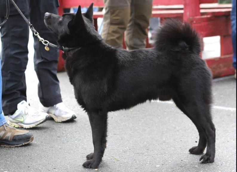 Stubbsvans ses som ett allvarligt fel, och sådan hund tilldelas högst sufficient oavsett övriga förtjänster. Korrekt buren svans.