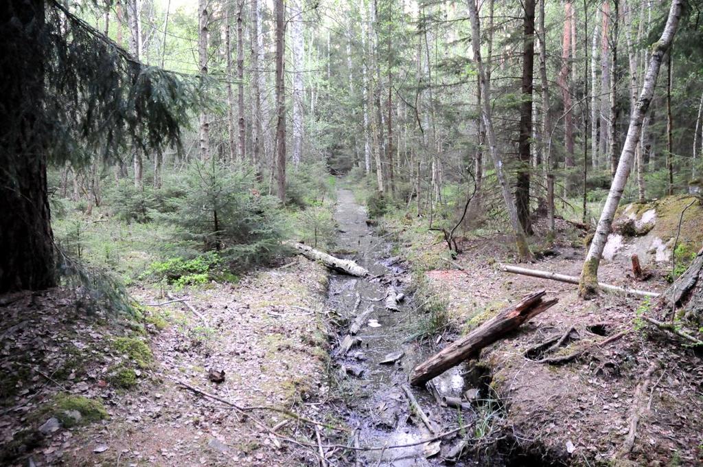 Figur 3. Dike i delområde 12. Fynd Inga fynd av levande eller döda groddjur gjordes.