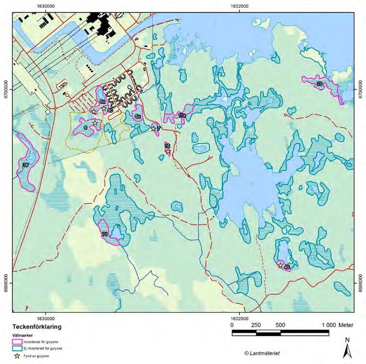 Figur 4 2. Våtmarker i Forsmarksområdet med förekomst av gulyxne 2012. Våtmarker som är inventerade markeras med rosa linje och siffra. Våtmarker med stjärna markerar att det växer gulyxne. 4.2 Metod Alla kärr med kända förekomster av gulyxne har inventerats och redovisas i denna rapport.