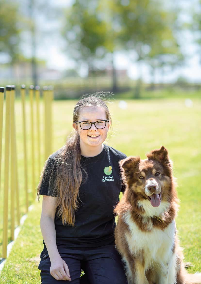 Naturbruksprogrammet HUND Programplan Hund 2500 Gymnasiegemensamma ämnen 600 p Engelska 5 Svenska 1 Matematik 1a Idrott och hälsa 1 Naturkunskap 1a1 Religionskunskap 1 Samhällskunskap 1a1 Historia