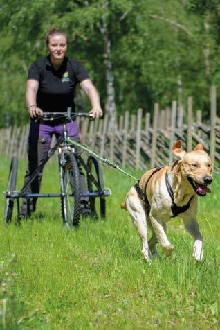 Efterfrågan på hunddagis, hundpensionat och hundfrisörer växer explosionsartat i Sverige. Nya användningsområden för tjänstehundar uppstår hela tiden t ex inom vård, skola och specialsök.