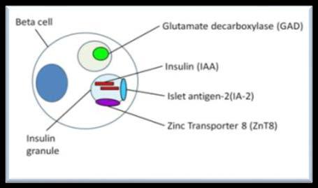 Figur 3. Schematisk bild på GAD, IAA, IA-2 & ZnT8 (University of Bristol, UK u.å.). 1.6. Autoantikroppar Autoantikroppar attackerar kroppens egna immunceller.
