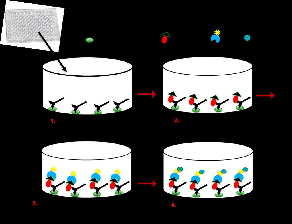 Figur 4. Schematisk bild över huvudprinciper i ELISA -baserade RSR 2s